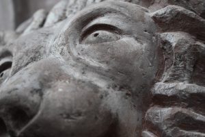 eye of the lion